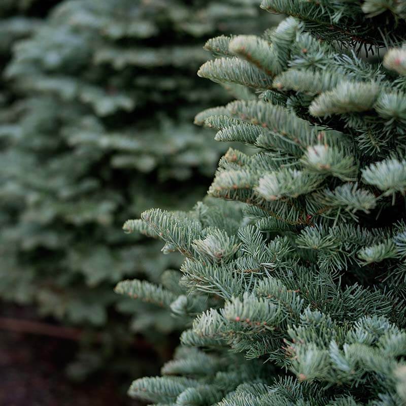 christmas-tree-farm-1