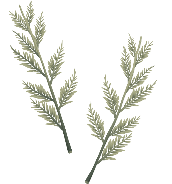 christmass-illustration-05b@2x