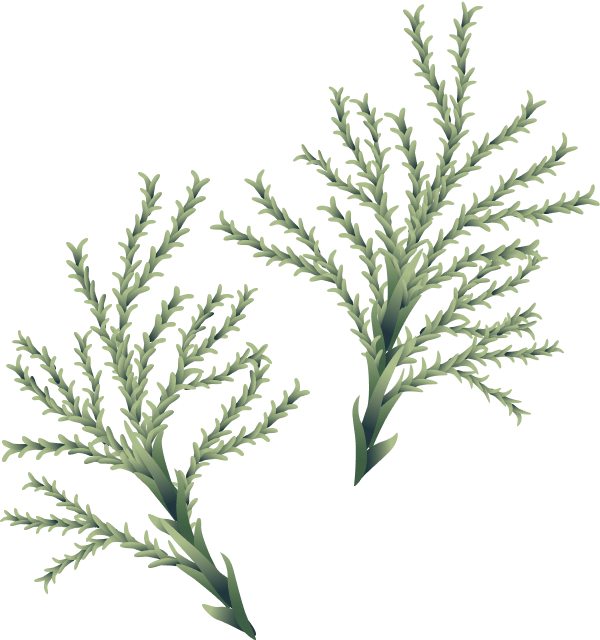 christmass-illustration-06b@2x